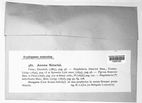 Anema notarisii image